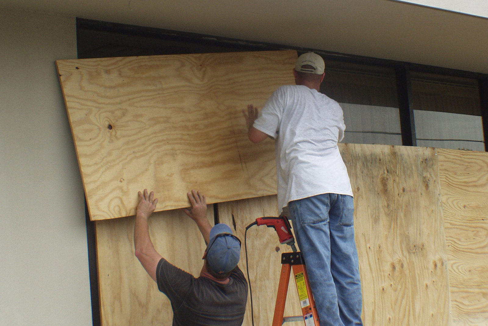 Mold Removal