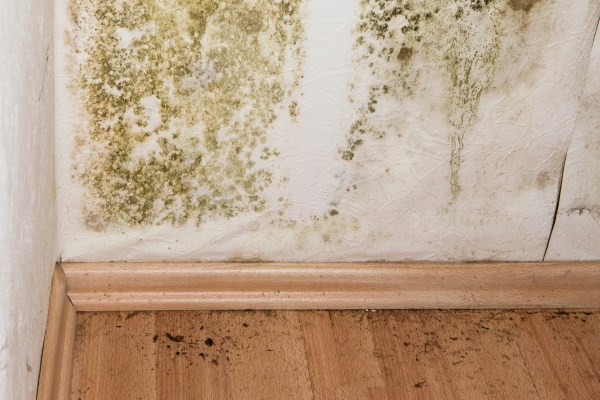 Mold on an interior wall of a home