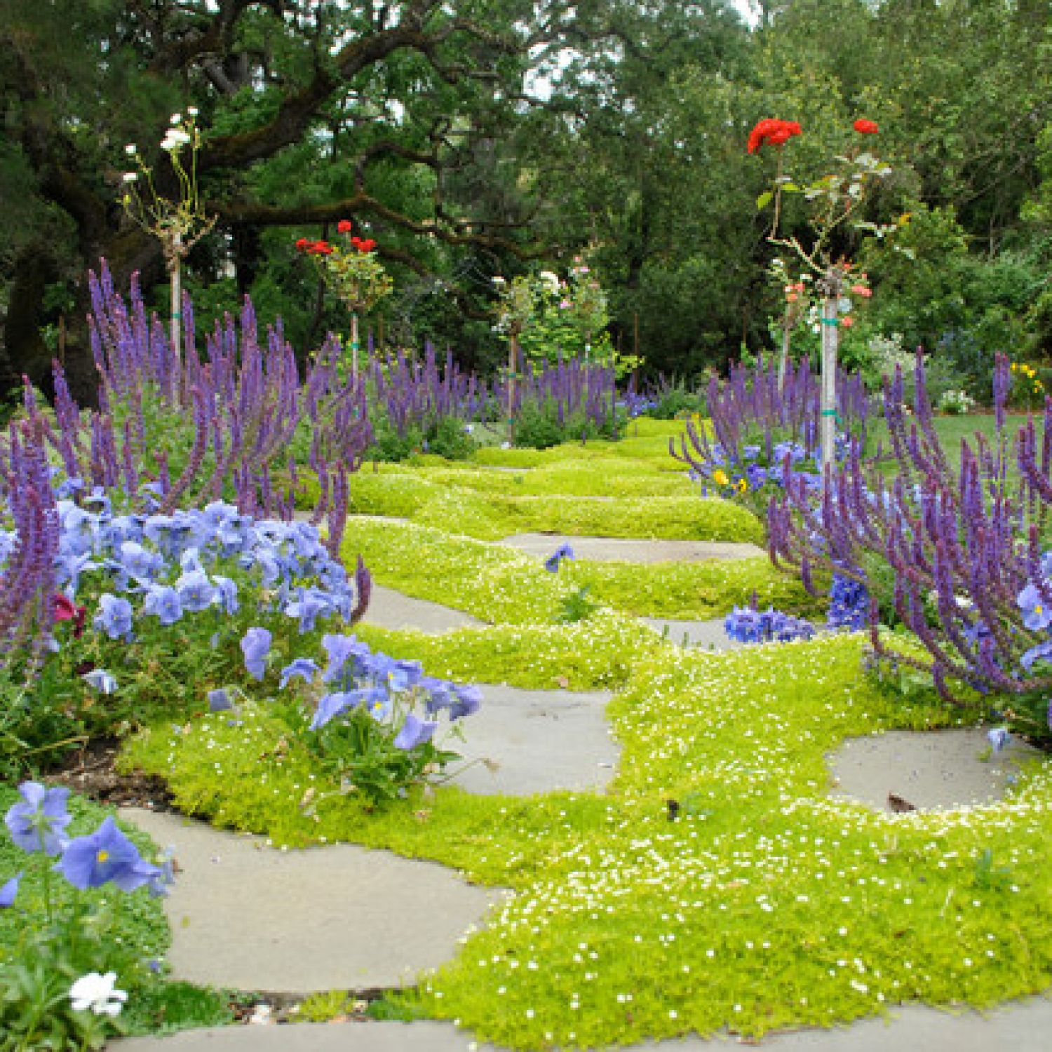 Scotch moss ground cover around pavers in a yard