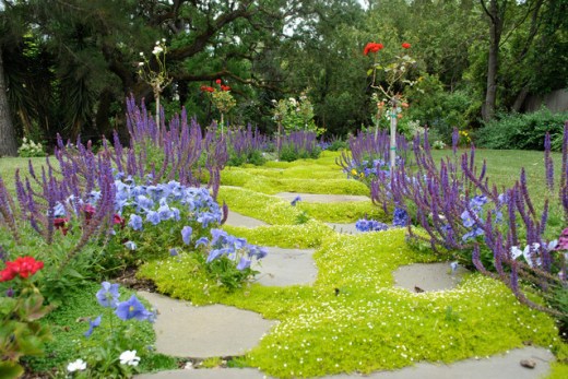 Scotch moss ground cover around pavers in a yard