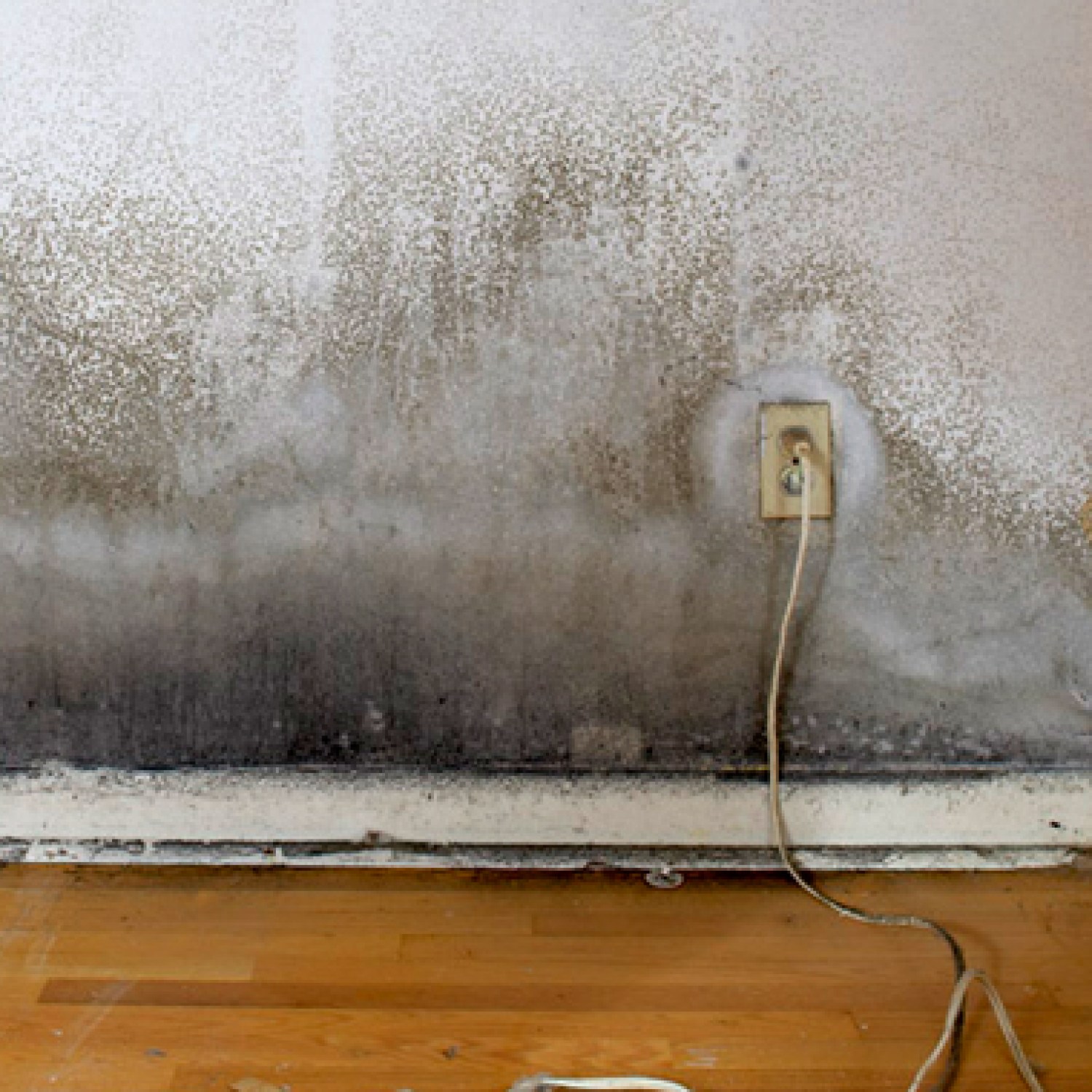 Does Home Owners Insurance Cover Mold | Moldy House