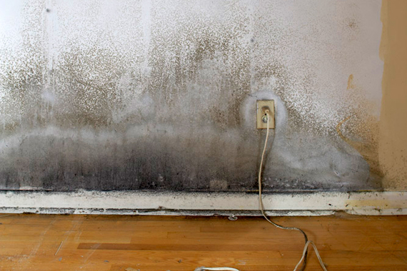 Does Home Owners Insurance Cover Mold | Moldy House