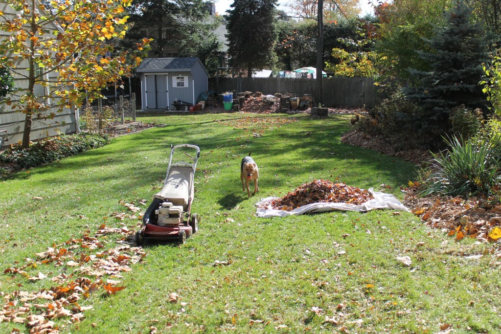 Dog hanging out during fall lawn cleanup