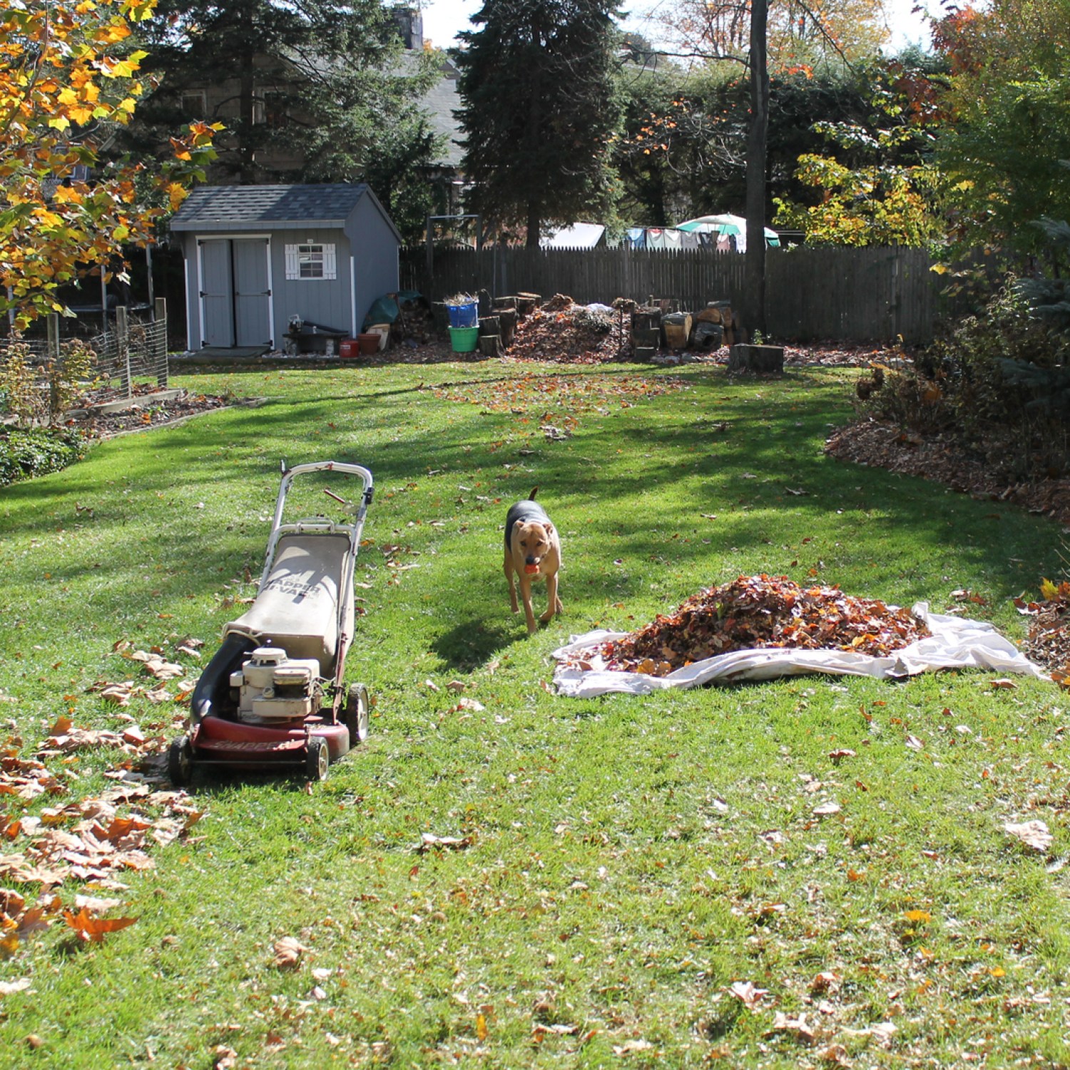 Dog hanging out during fall lawn cleanup