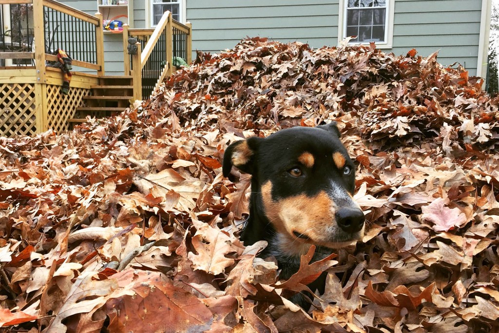 Dog in a pile of autumn leaves