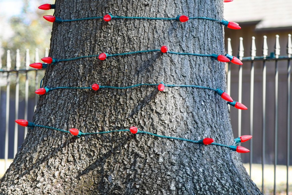 Tree trunk outside wrapped in red Christmas lights