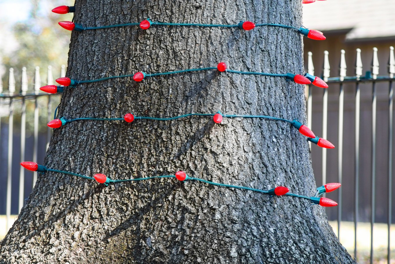 Tree trunk outside wrapped in red Christmas lights