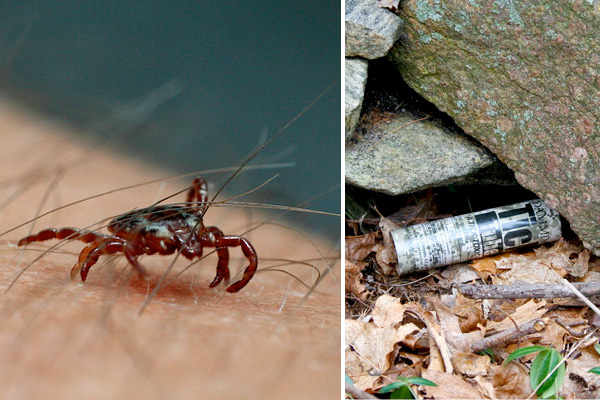 Get Rid Of Ticks Pest Control Houselogic