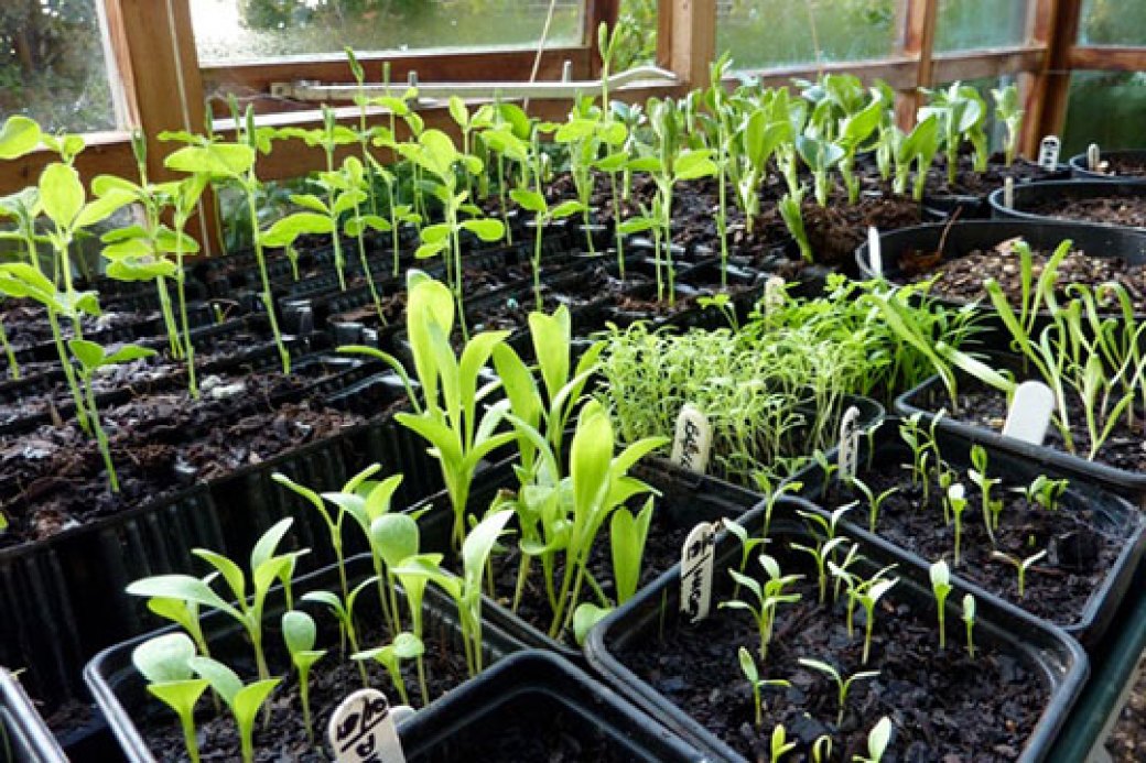 Many seedlings