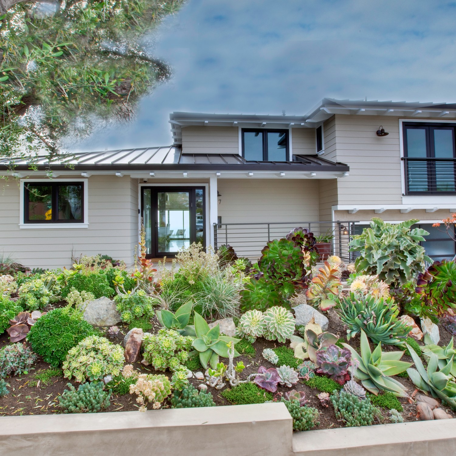 Drought-tolerant plants in a front yard