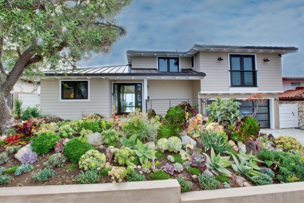 Drought-tolerant plants in a front yard