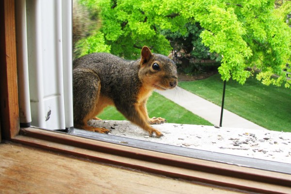 Squirrel at a home's window | Squirrel removal tips