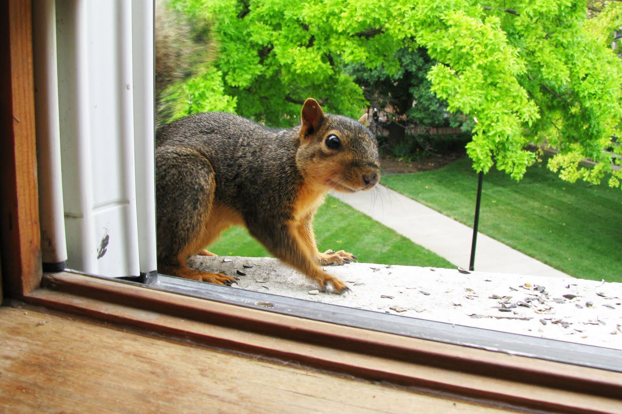 Squirrel at a home's window | Squirrel removal tips