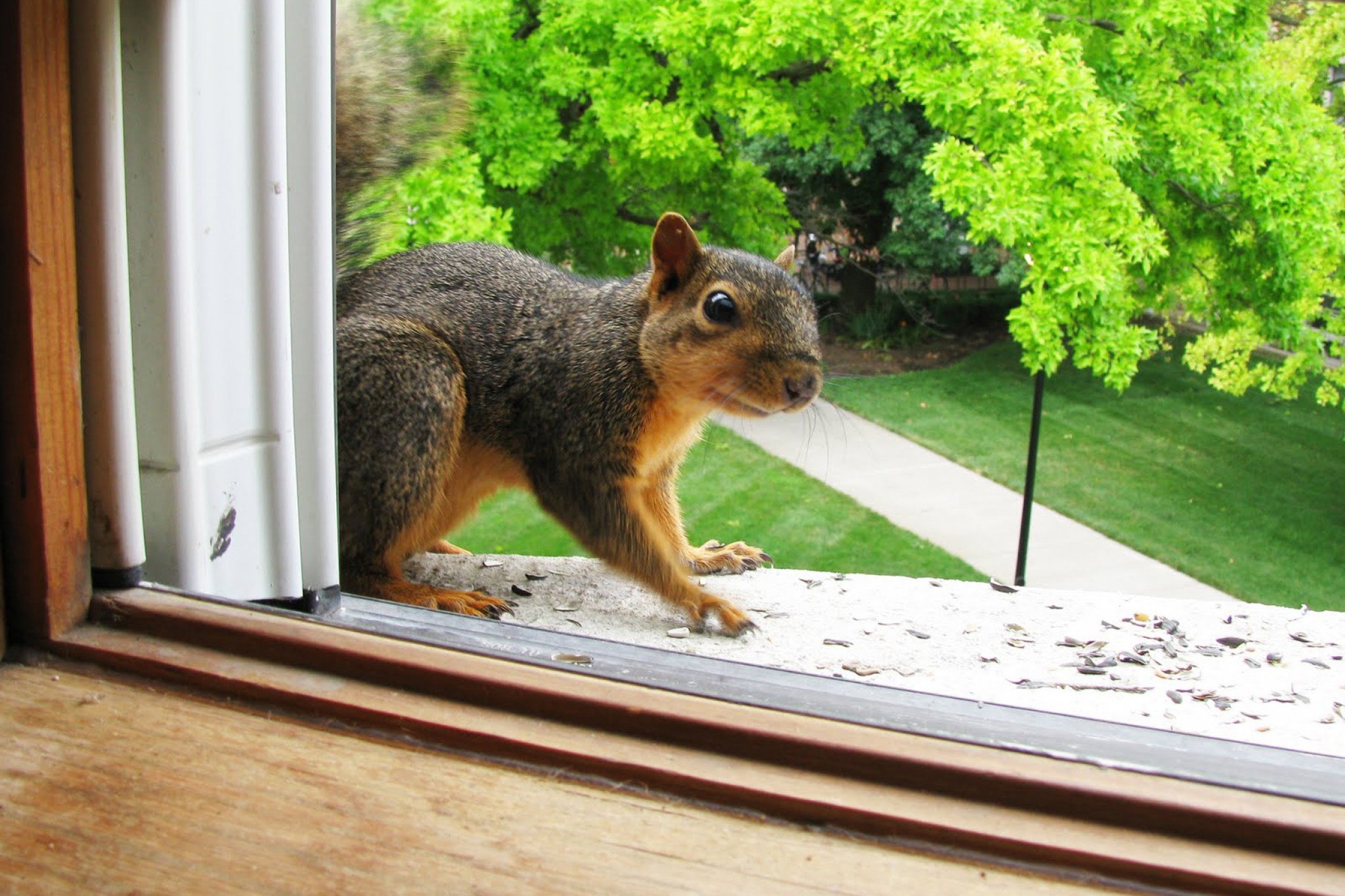 Squirrel at a home's window | Squirrel removal tips