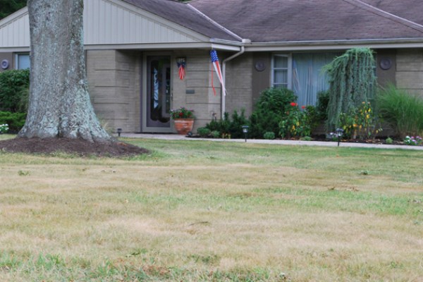 Brown grass in a front lawn