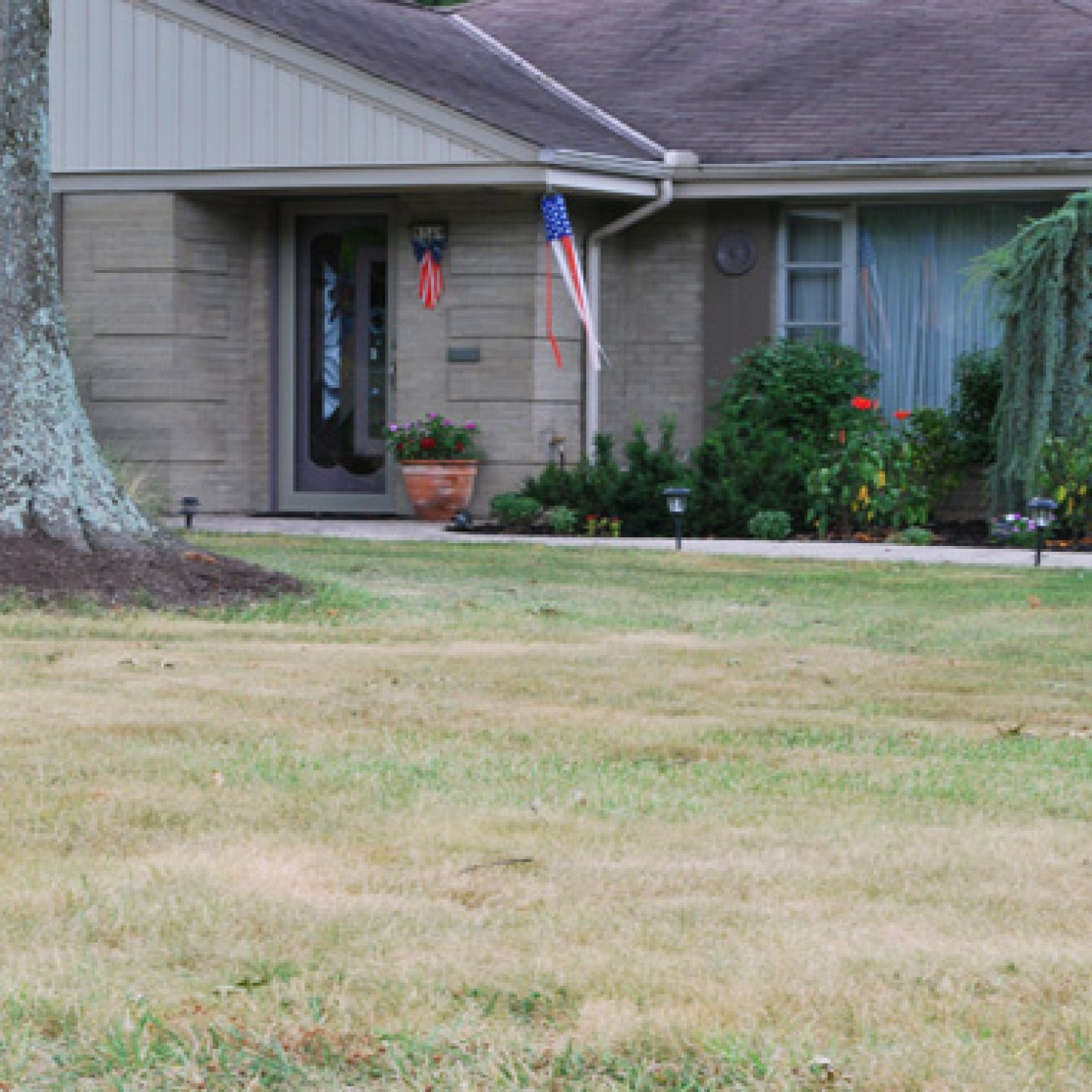 Brown grass in a front lawn