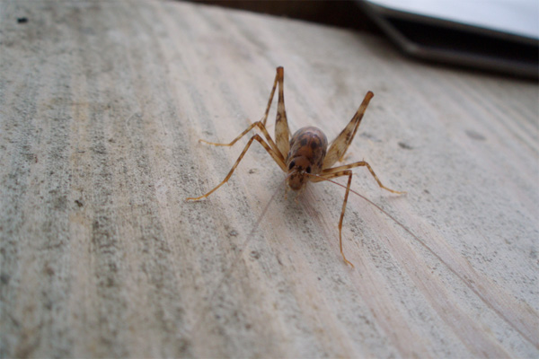 A spricket, also known as a camel cricket, on a desk