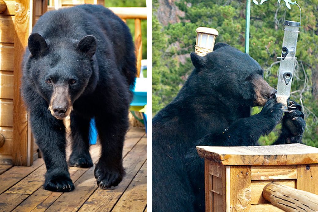 A bear on a homeowner's deck