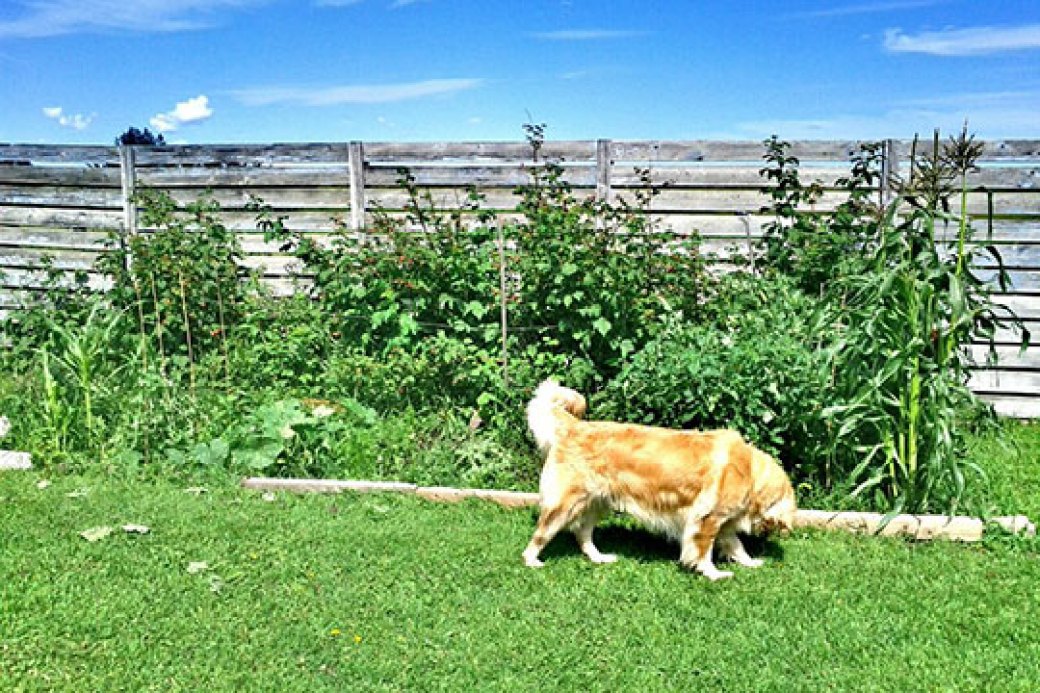 A dog near a homeowner's garden bed