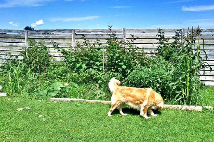 How to Keep Dogs Out of Garden | Gardening Tips & Advice