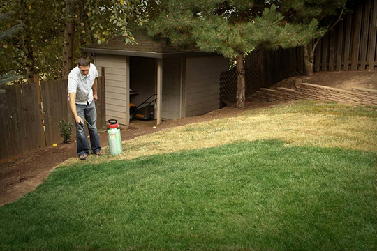 Some homeowners are using lawn paint during the drought