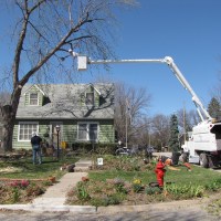 Silver Maple | Bad Trees | Tree Choices for the Yard