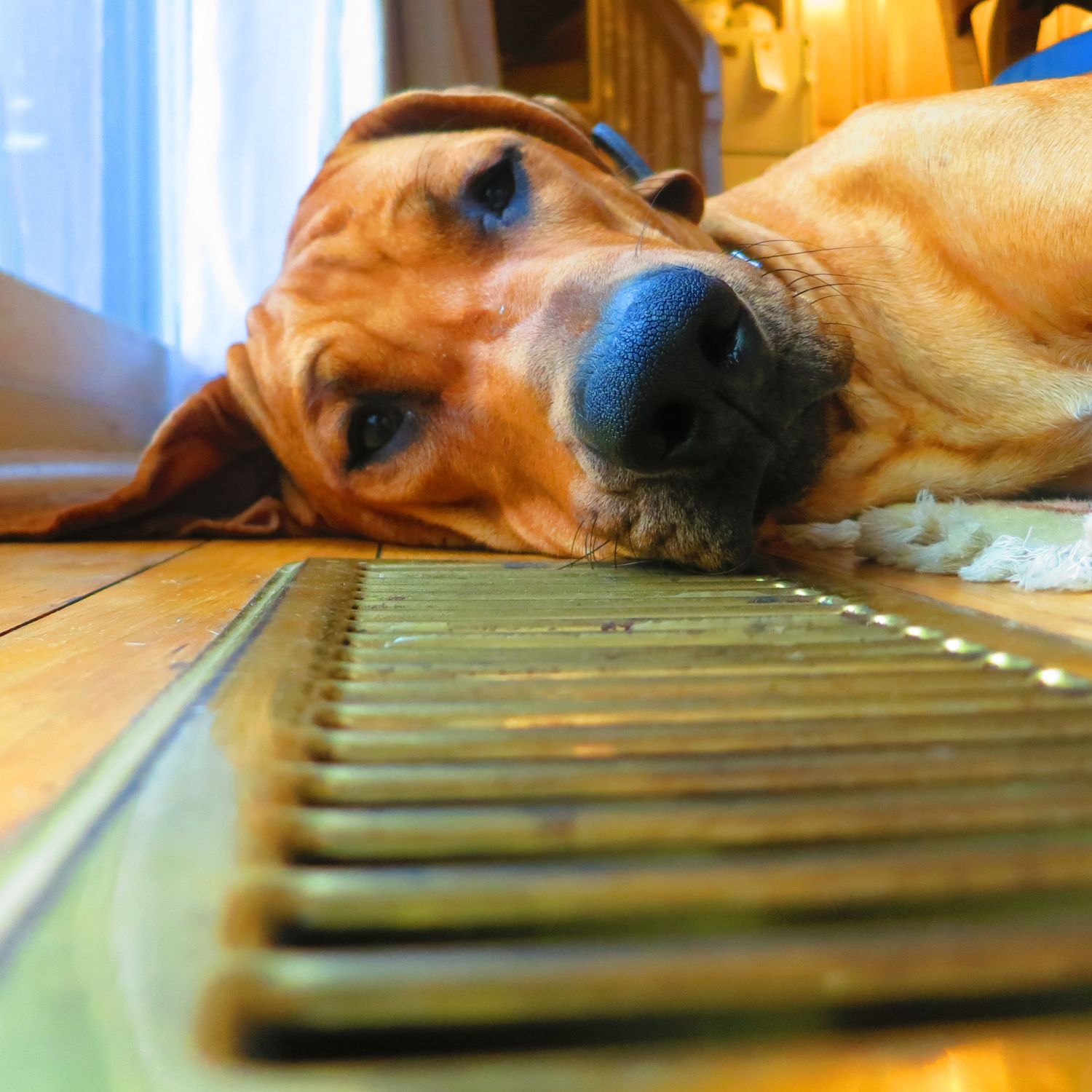 Dog lying down on a wood floor next to an air vent