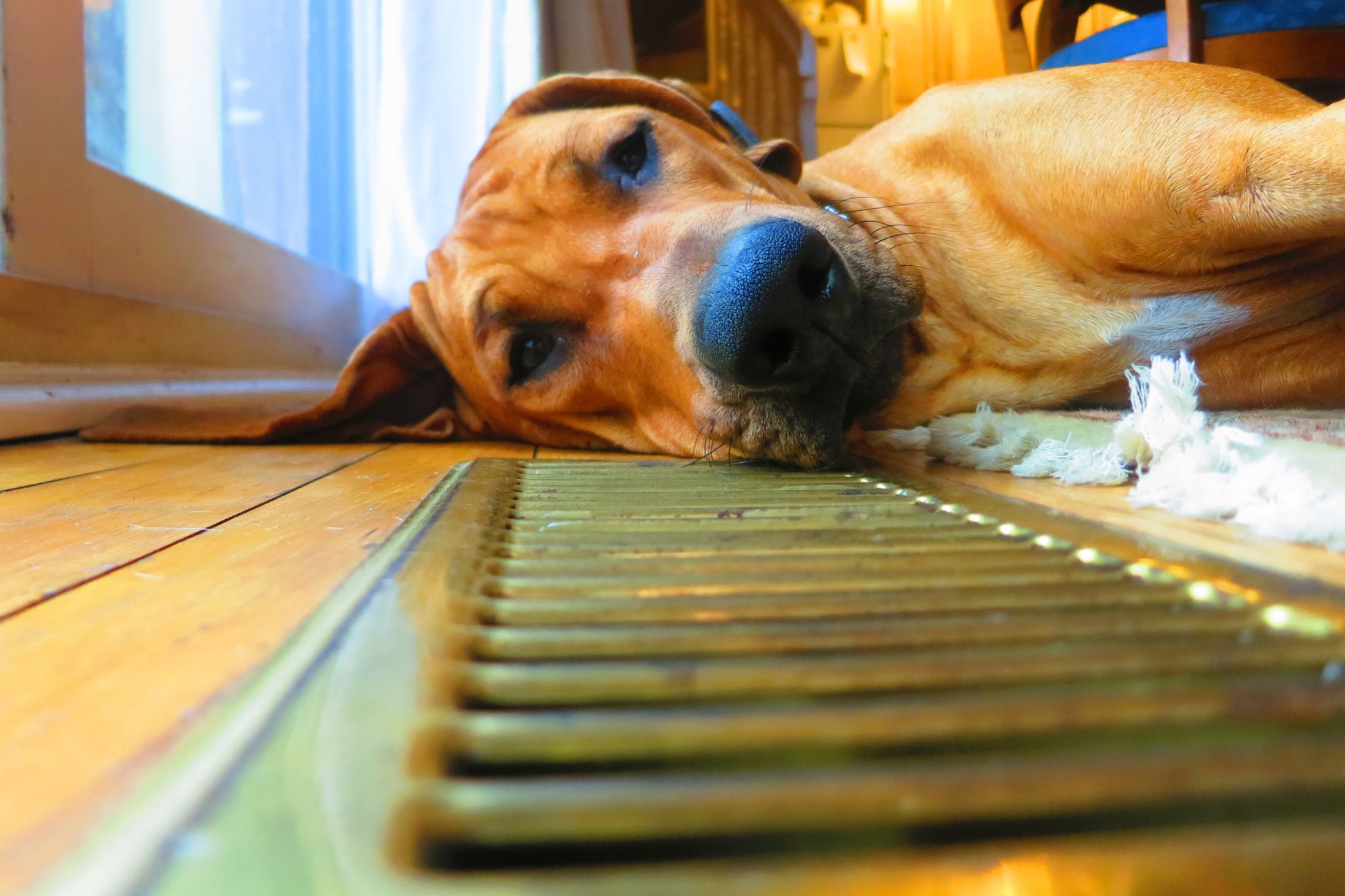 Dog lying down on a wood floor next to an air vent