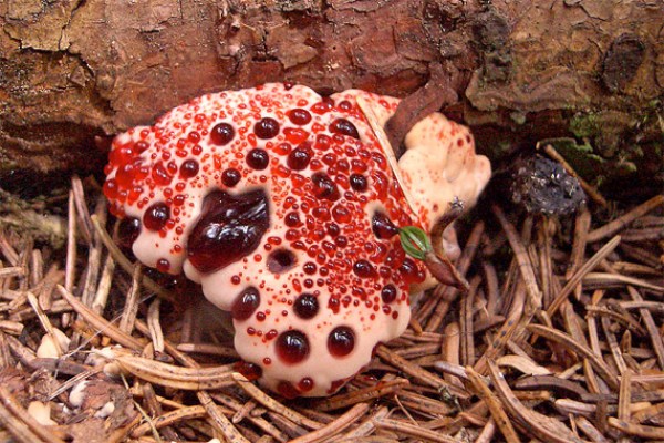 Devil’s Tooth | Scary Plants for Your Halloween Garden