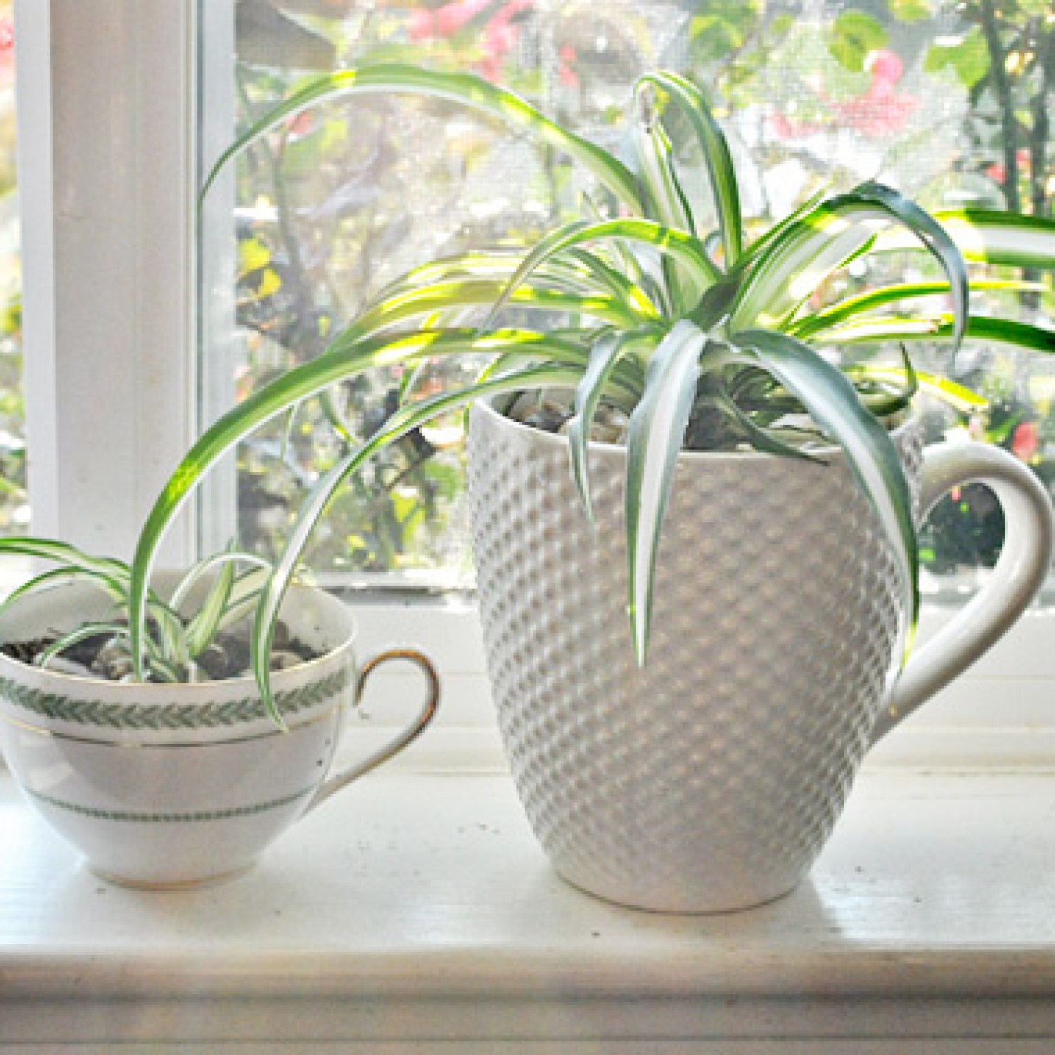 Spider Plant | Best Indoor Plants
