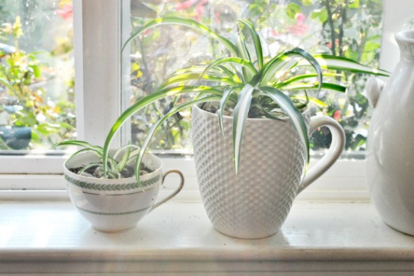 Spider Plant | Best Indoor Plants