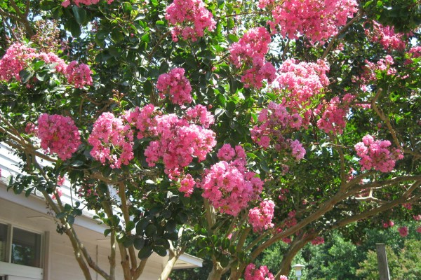 Pink Crape Myrtle in Front of a Home | Best Trees to Plant