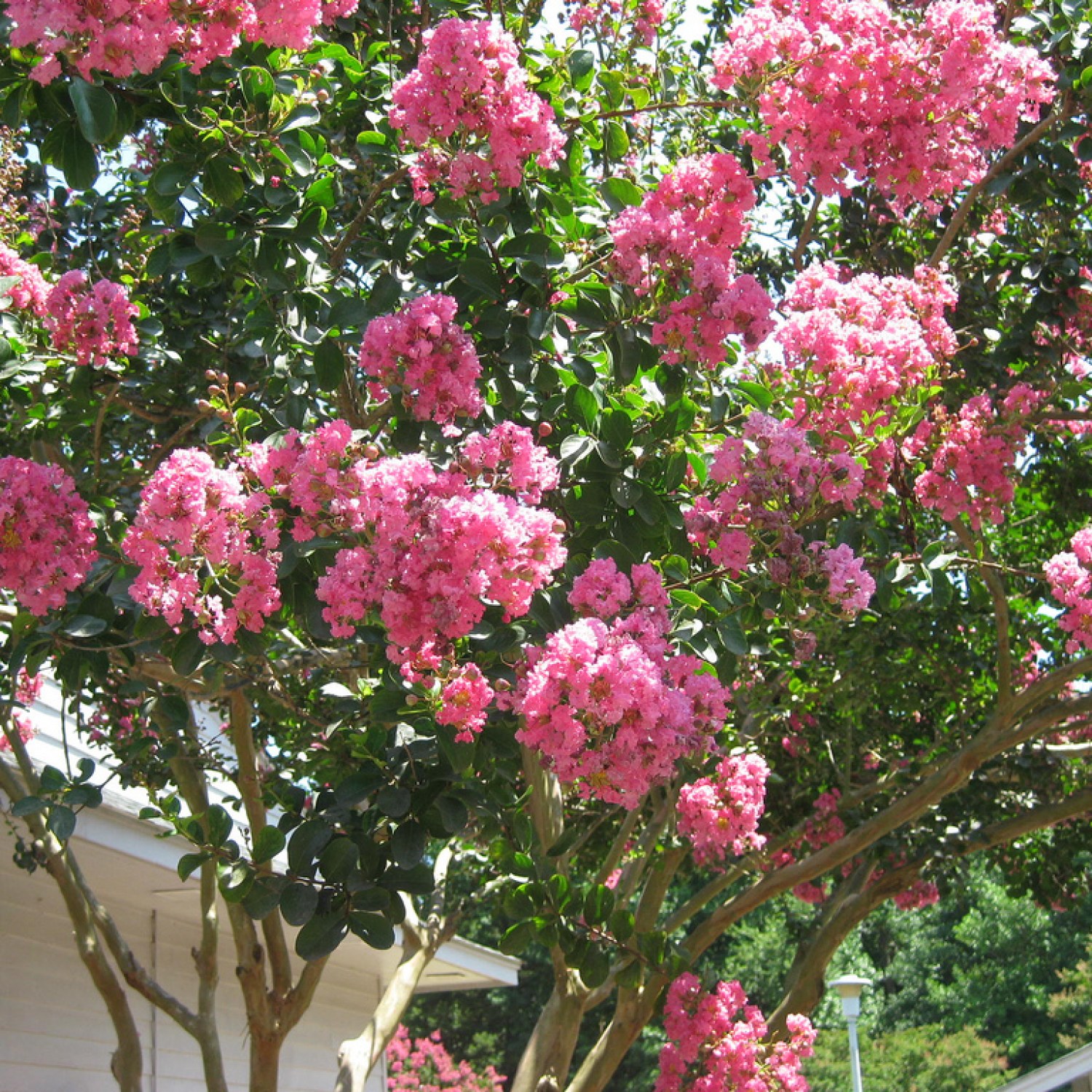 Pink Crape Myrtle in Front of a Home | Best Trees to Plant