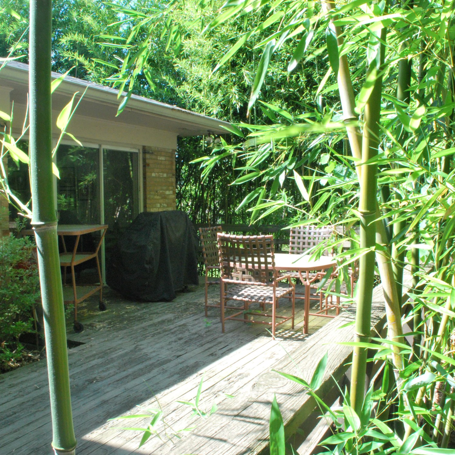 Backyard Deck with Plants | Invasive Bamboo Species