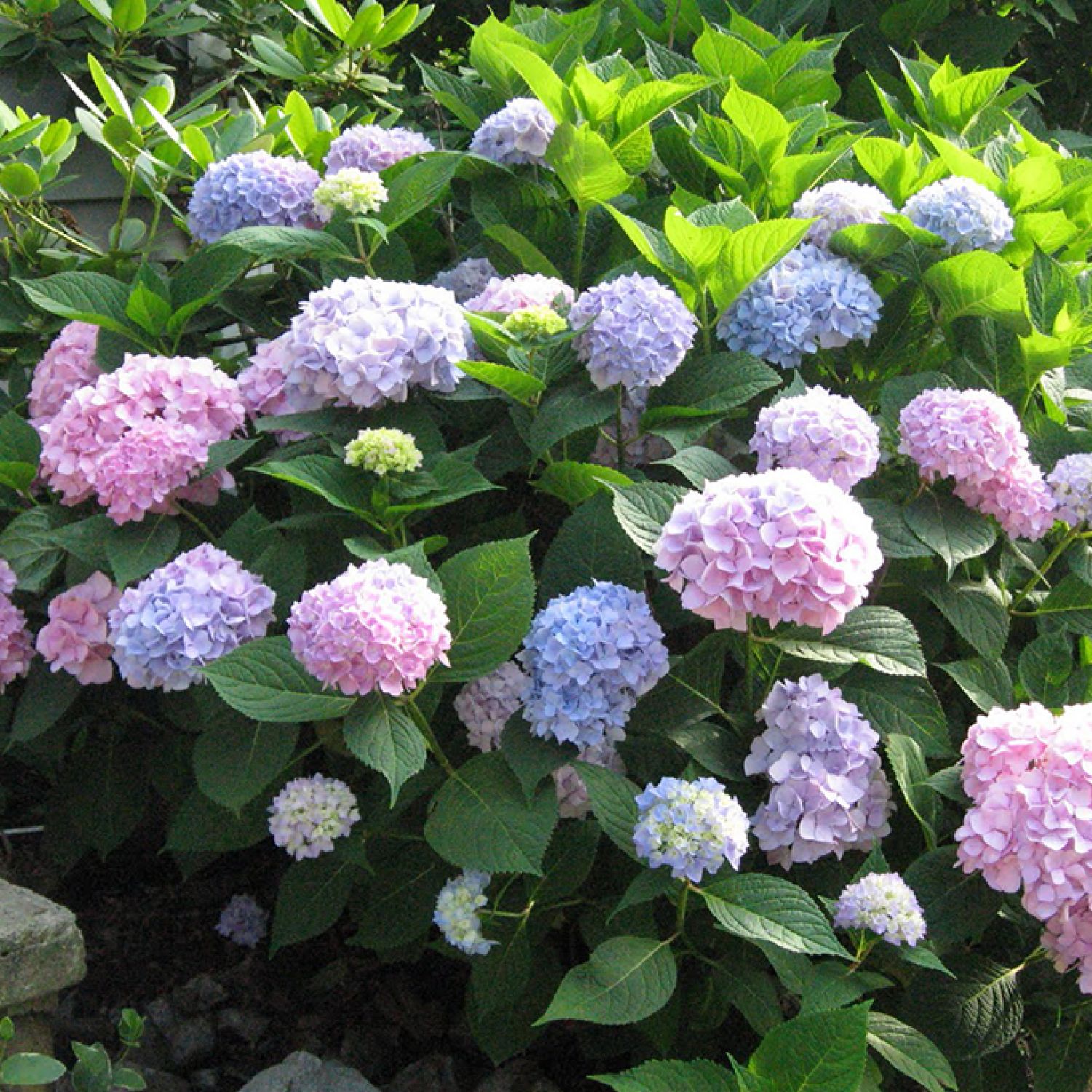 Hydrangea | Best Foundation Plantings