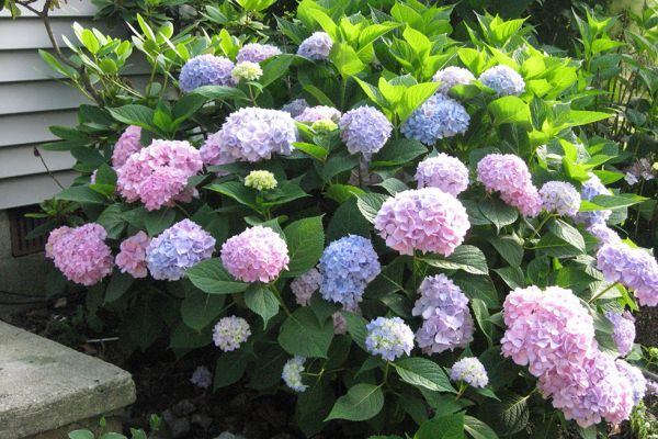 Hydrangea | Best Foundation Plantings