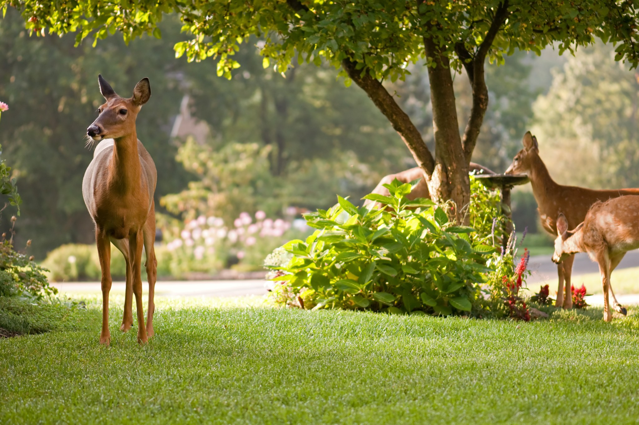 Deer eating landscaping in a home front yard