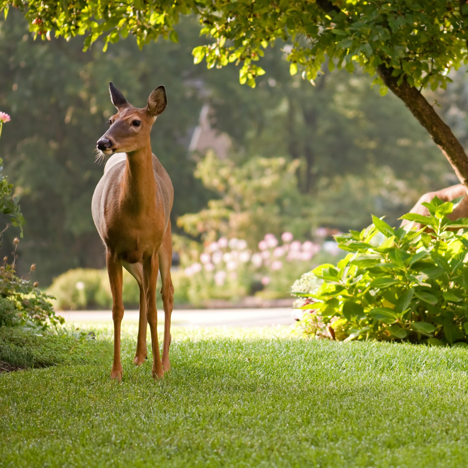 Deer eating landscaping in a home front yard