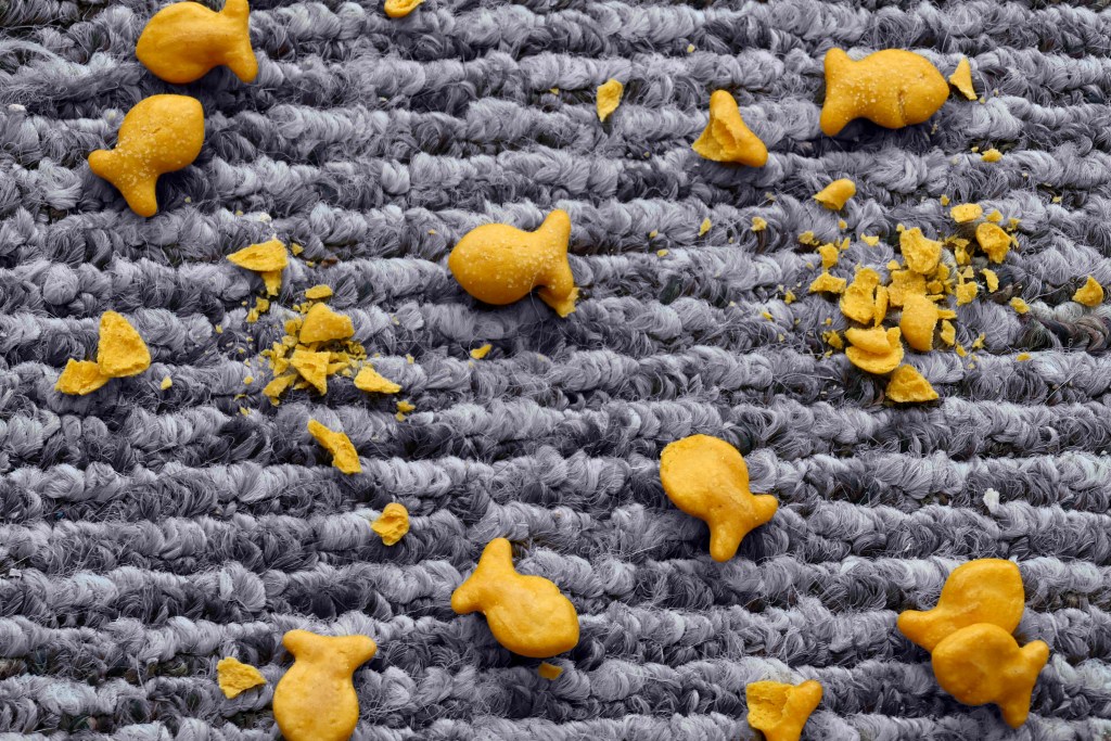 Goldfish crackers spread and broken on gray carpet