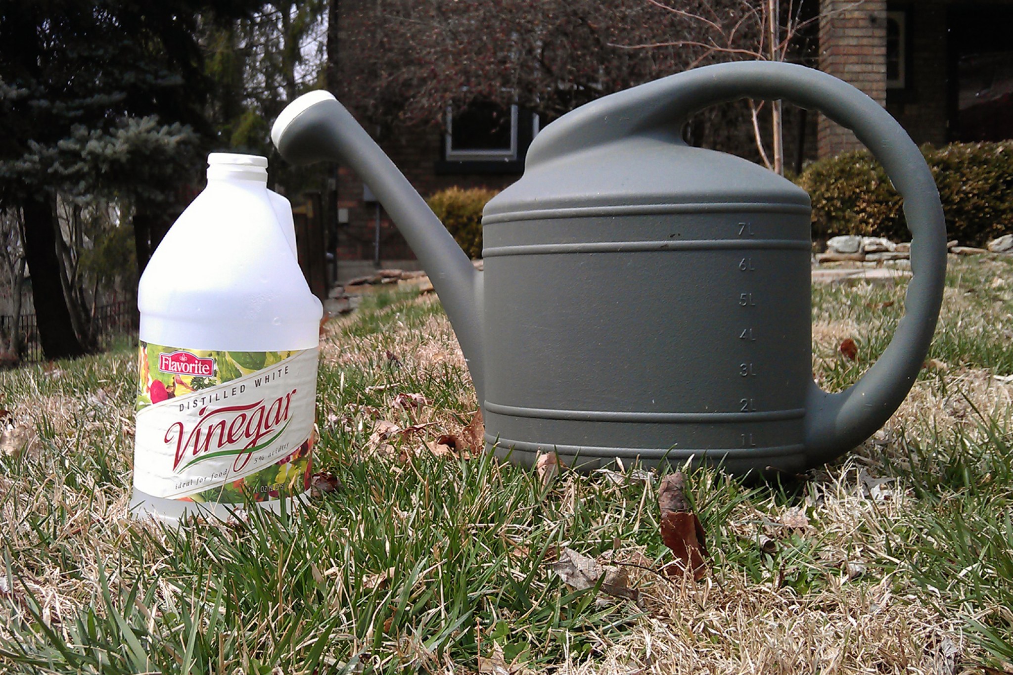Using Vinegar to Dry Out Weeds | Organic Lawn Care