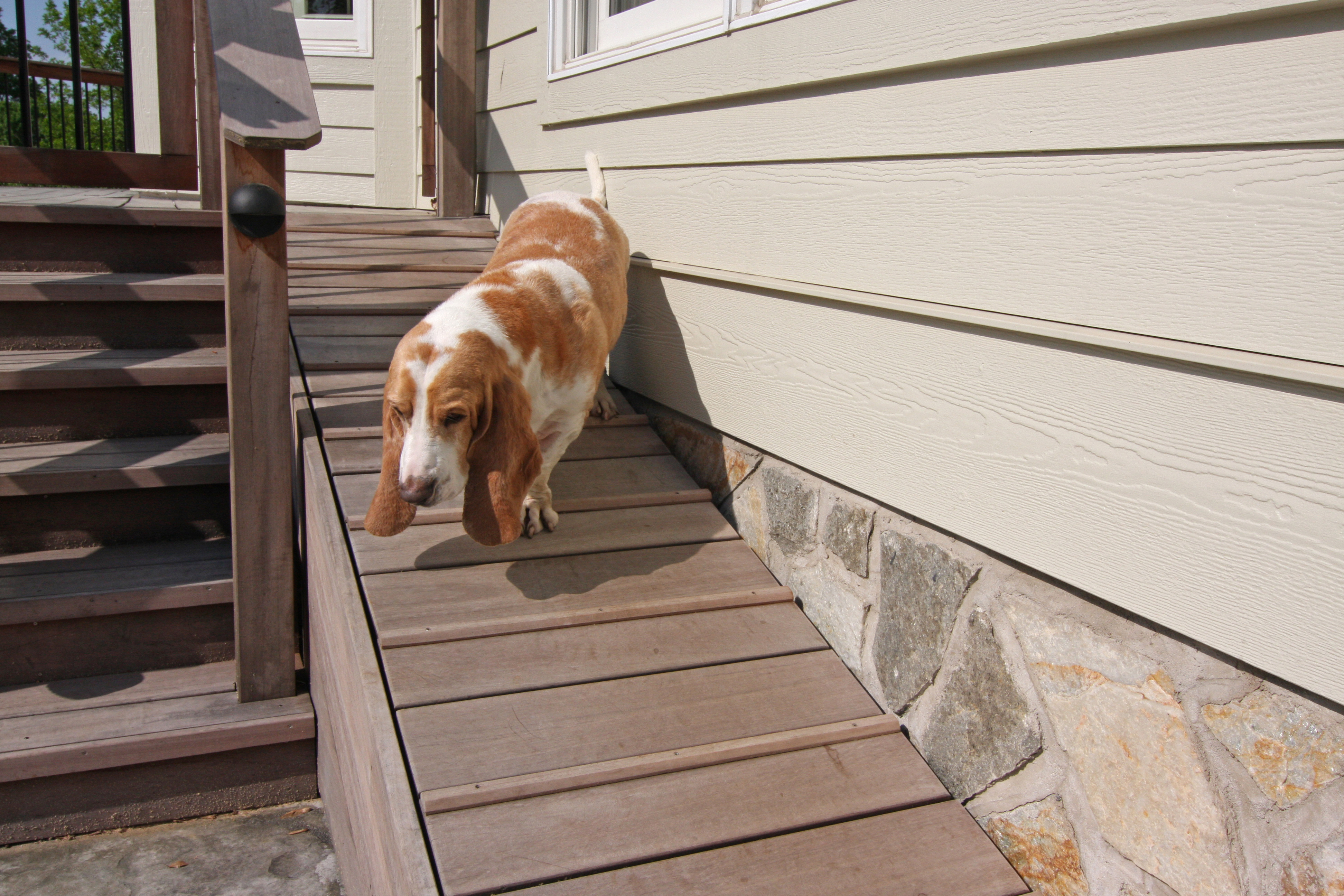 dog ramp for porch steps