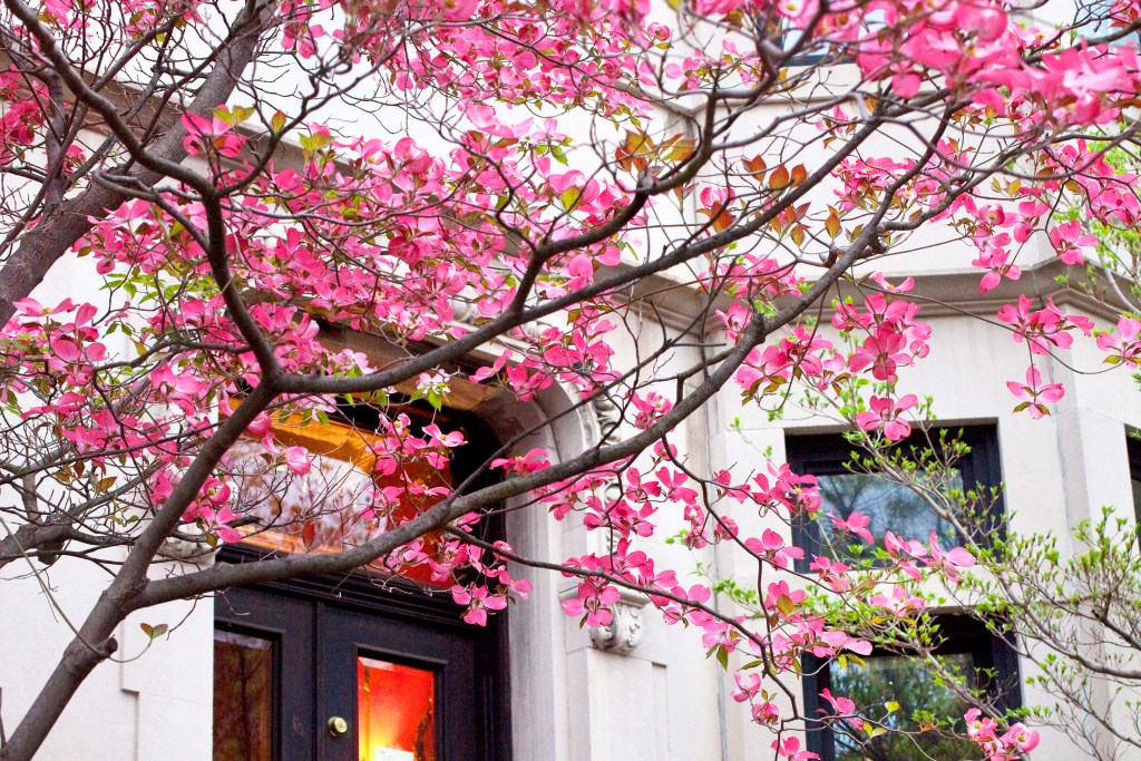 Flowering dogwood outside a Brooklyn brownstone