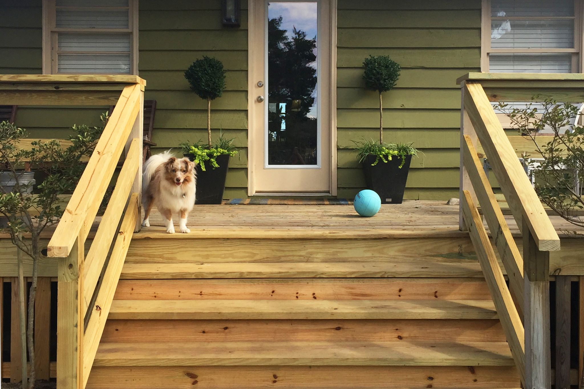 Collie dog on unfinished wood deck of green house