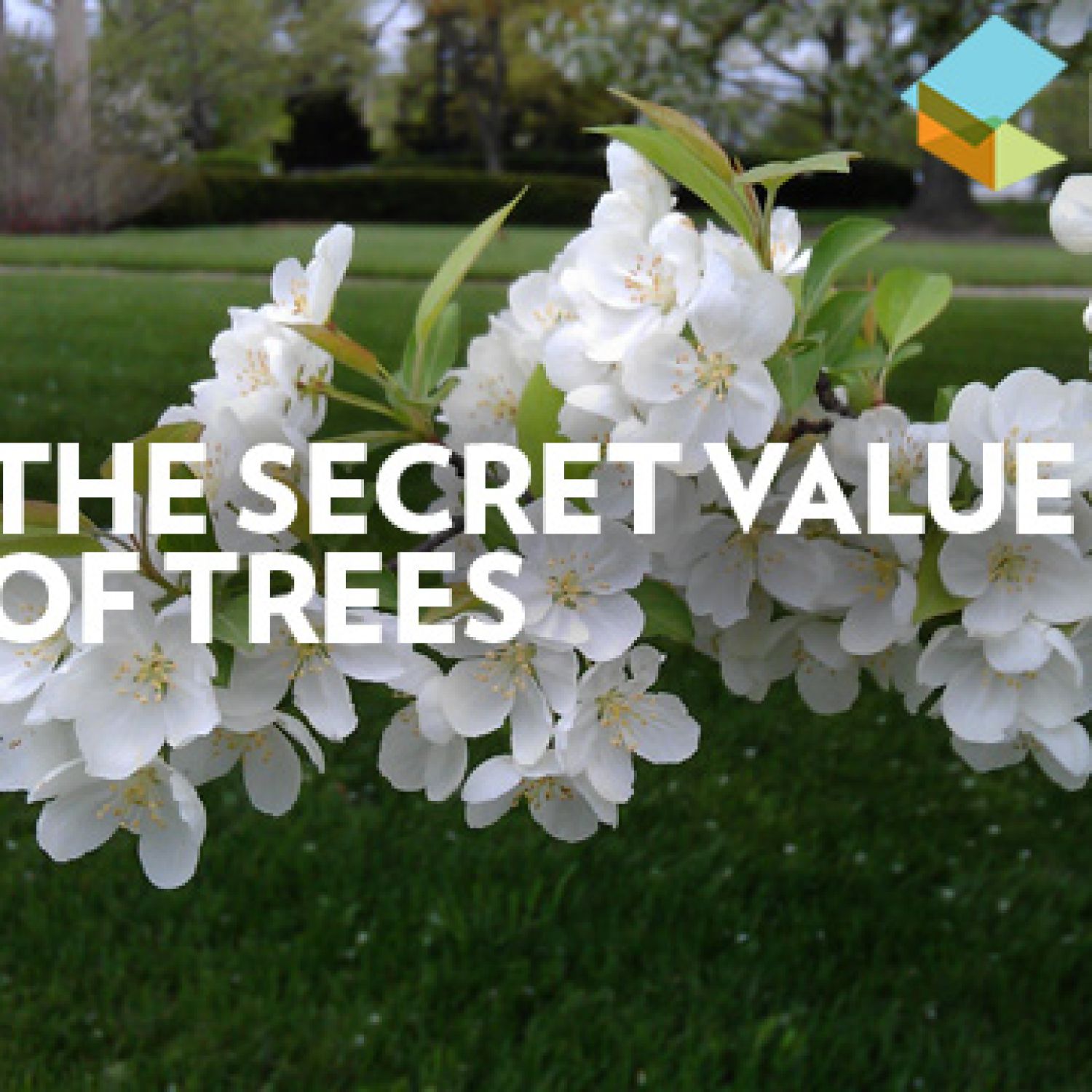 The Secret Value of Trees video still