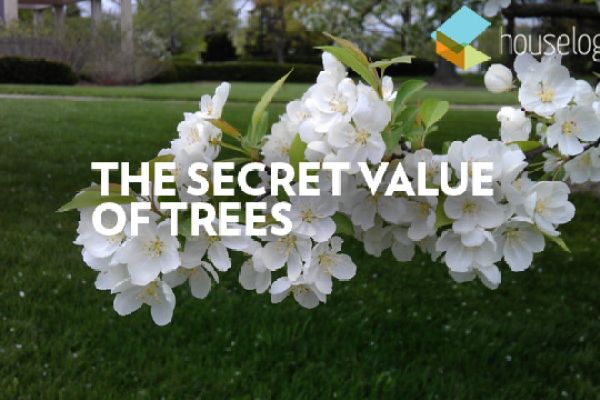 The Secret Value of Trees video still
