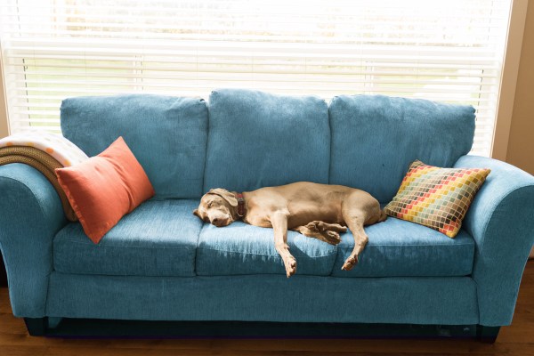 Dog sleeping on the couch