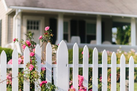 Pink roses climbing on a home's white picket fence