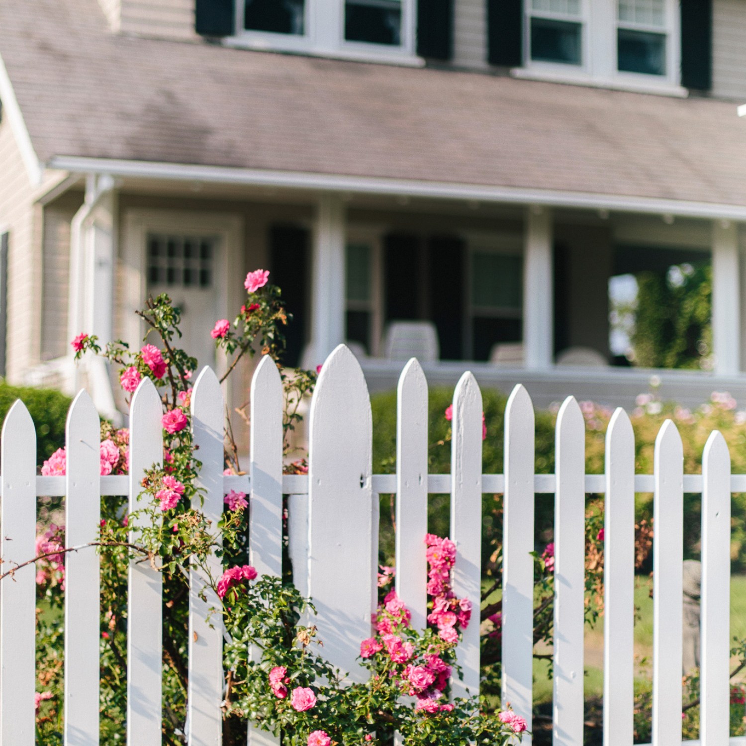 Pink roses climbing on a home's white picket fence