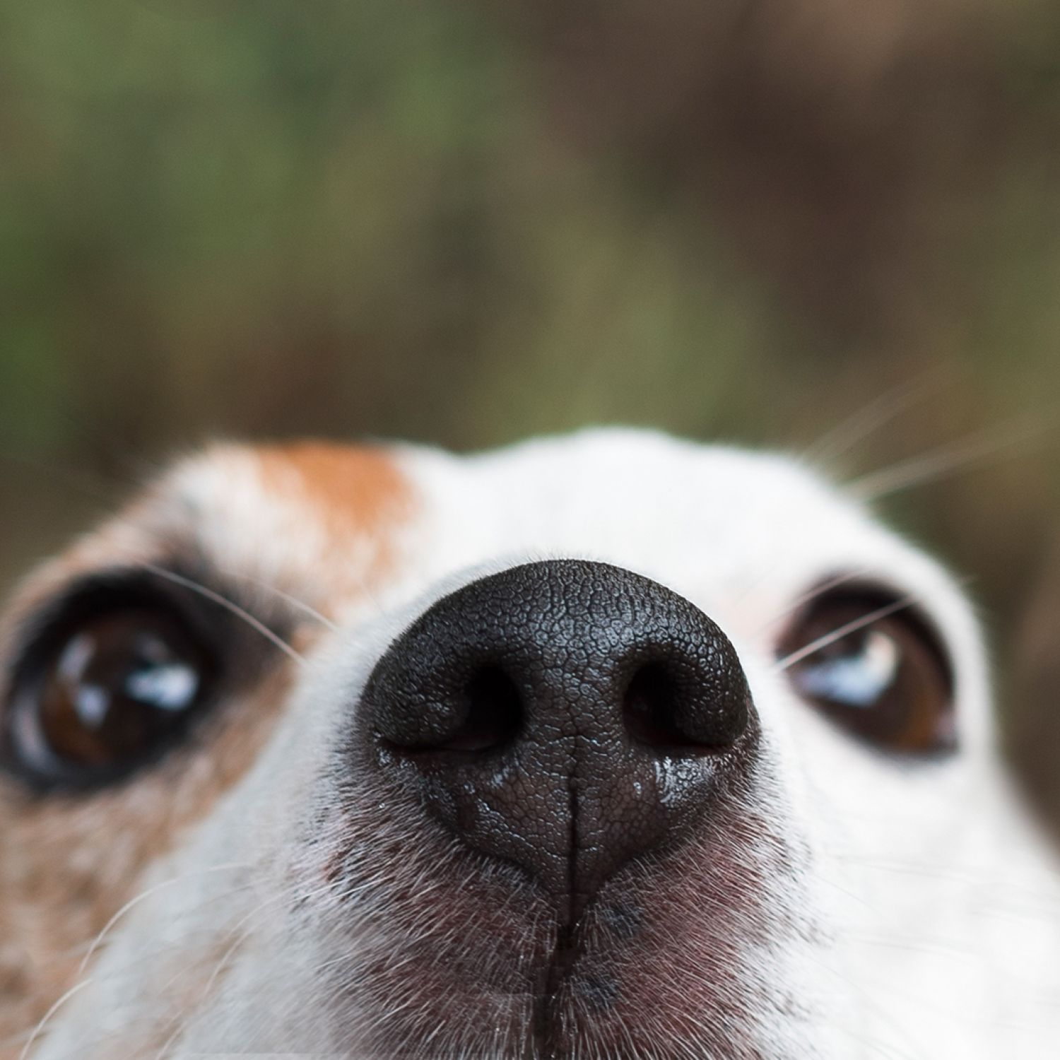 Dog nose