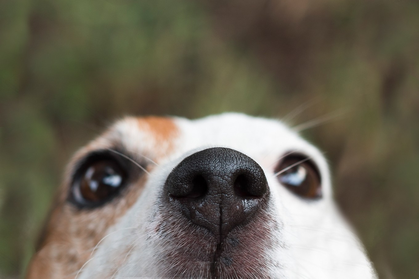 Dog nose